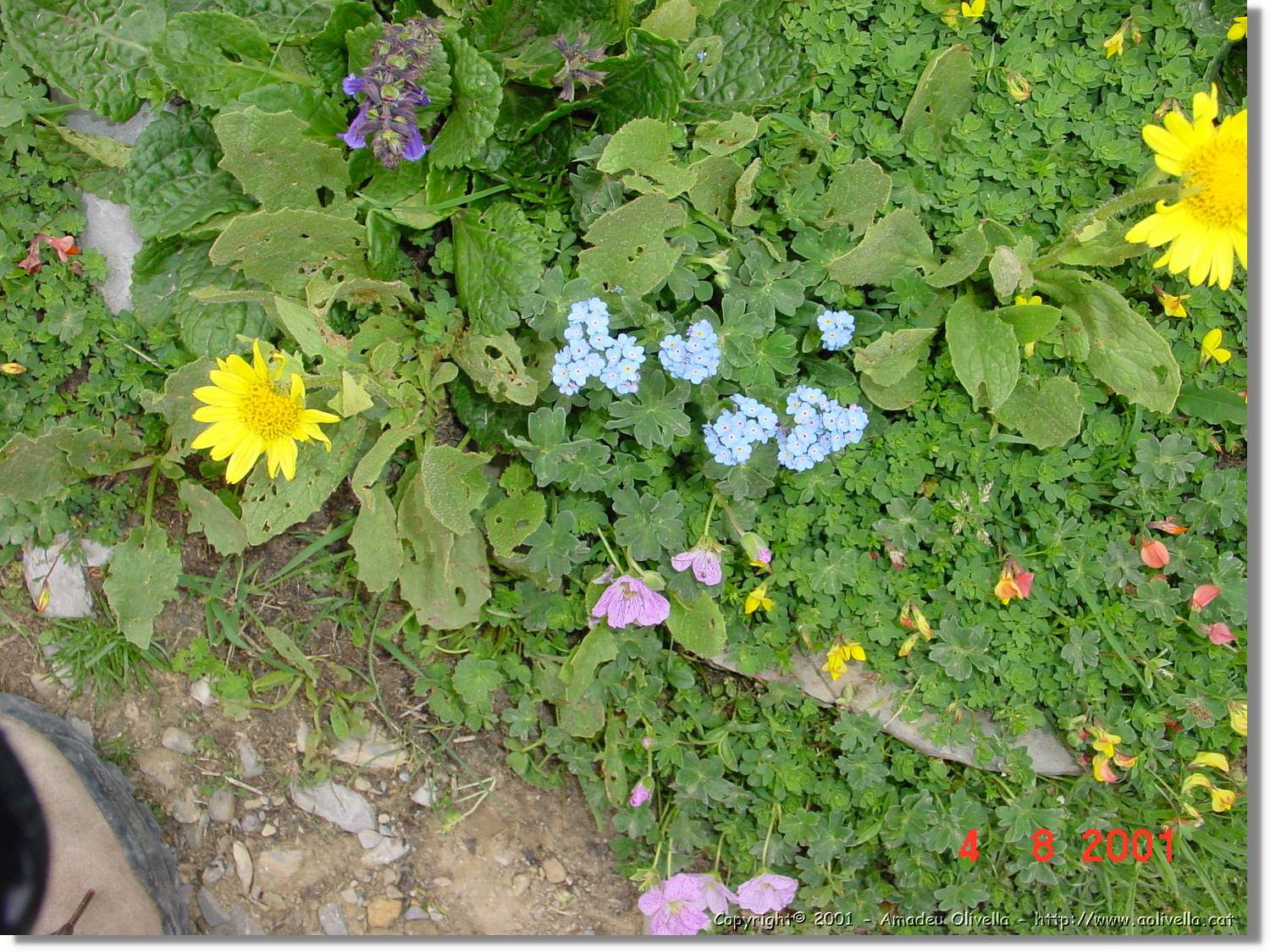 Flors_439.jpg