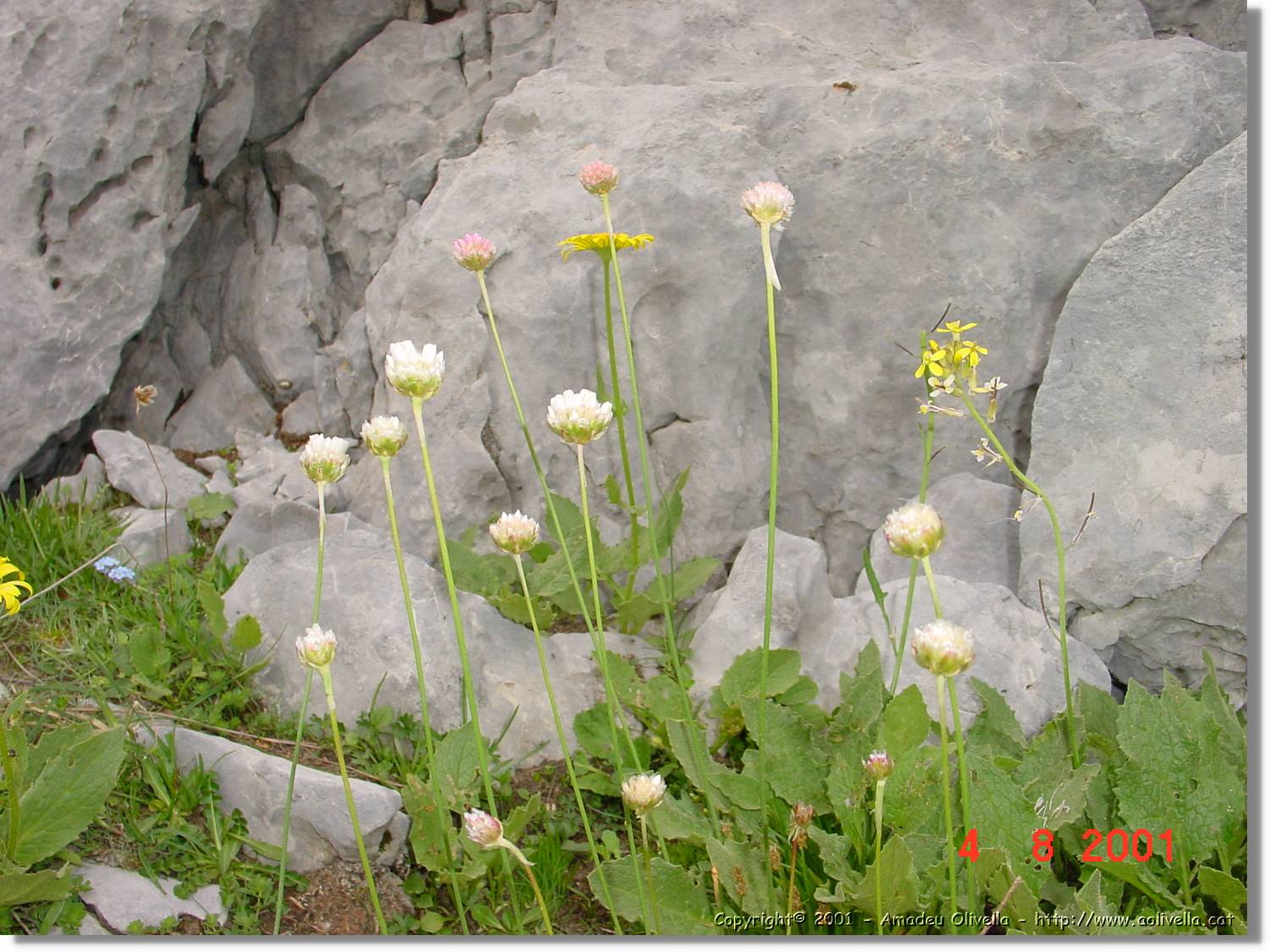Flors_440.jpg