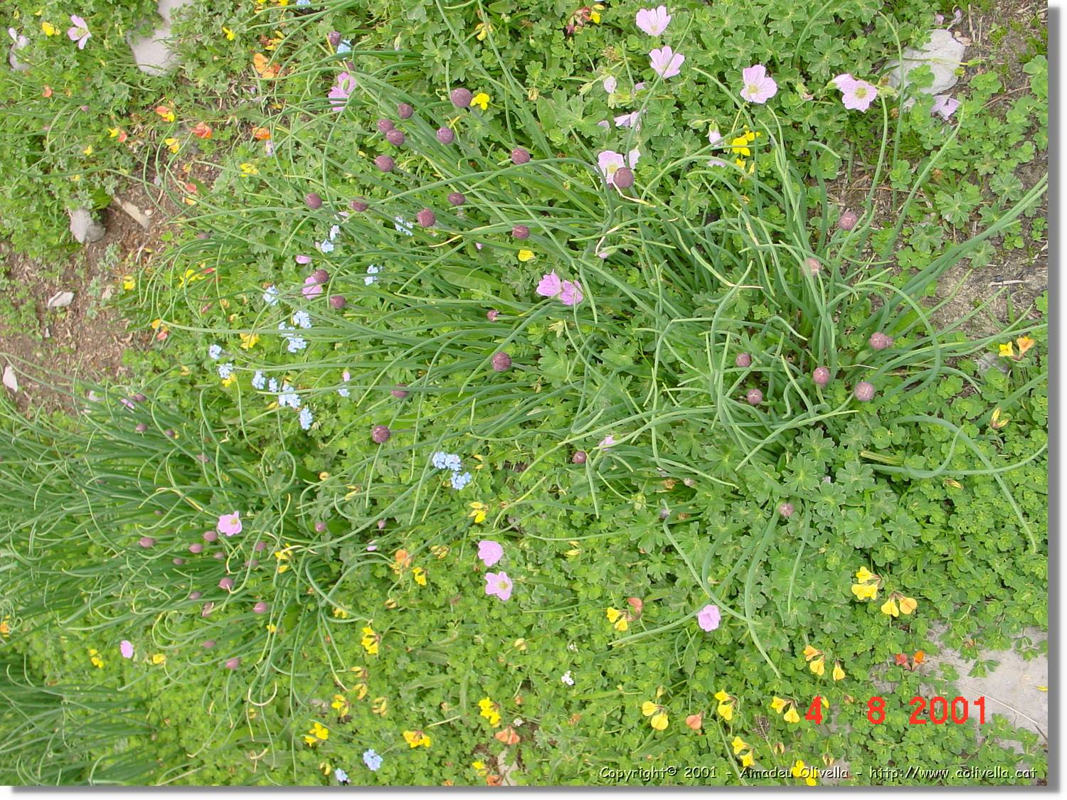Flors_441.jpg