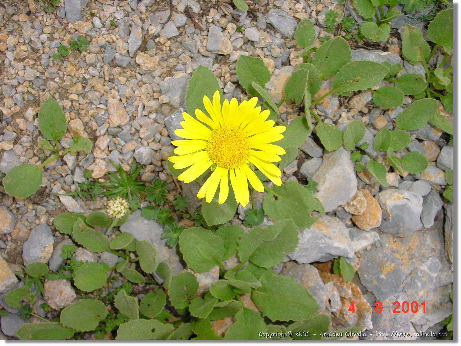 Flors_442.jpg