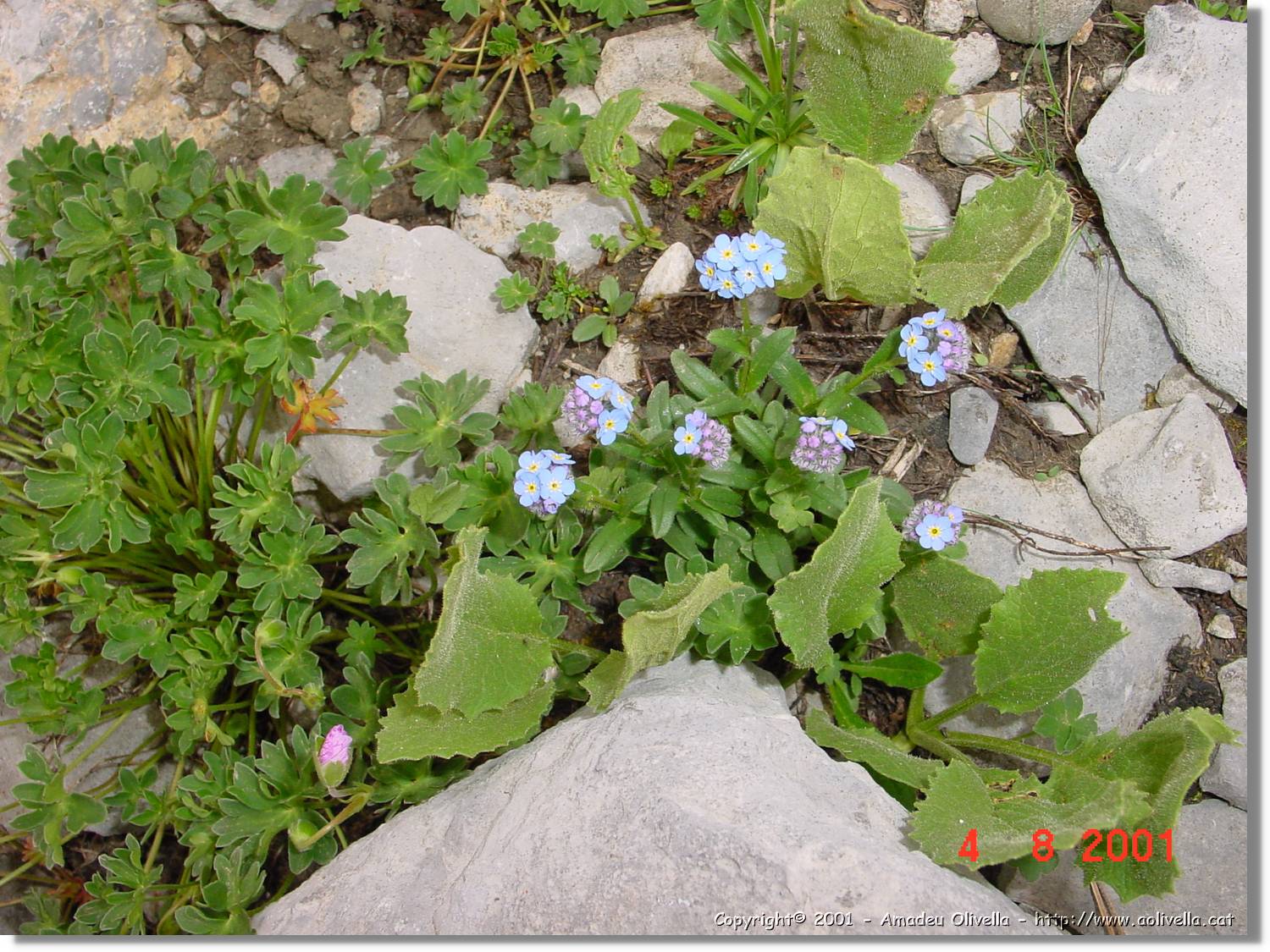 Flors_443.jpg