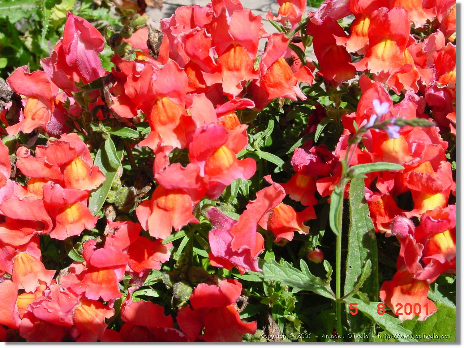 Flors_444.jpg
