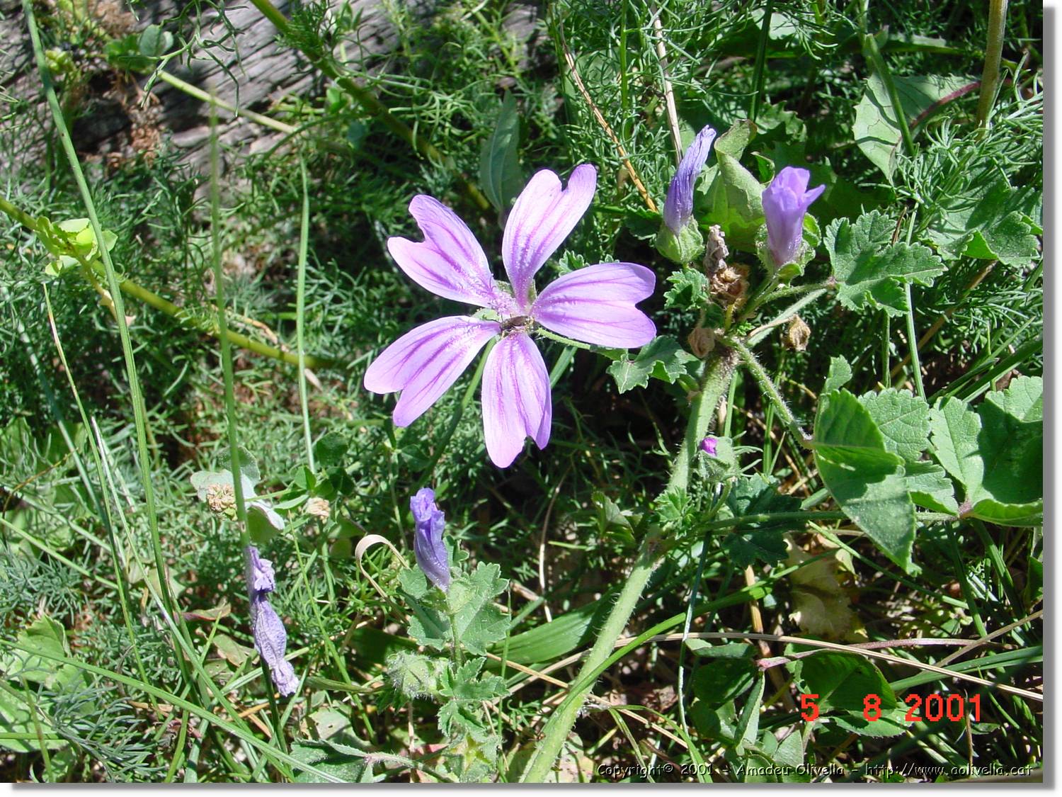 Flors_446.jpg