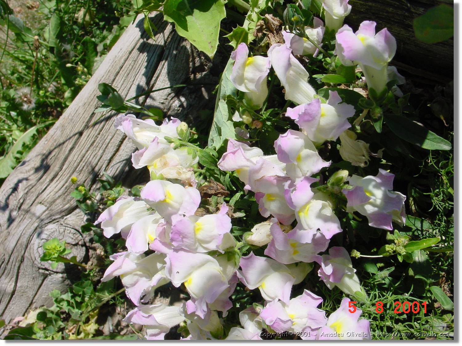 Flors_447.jpg