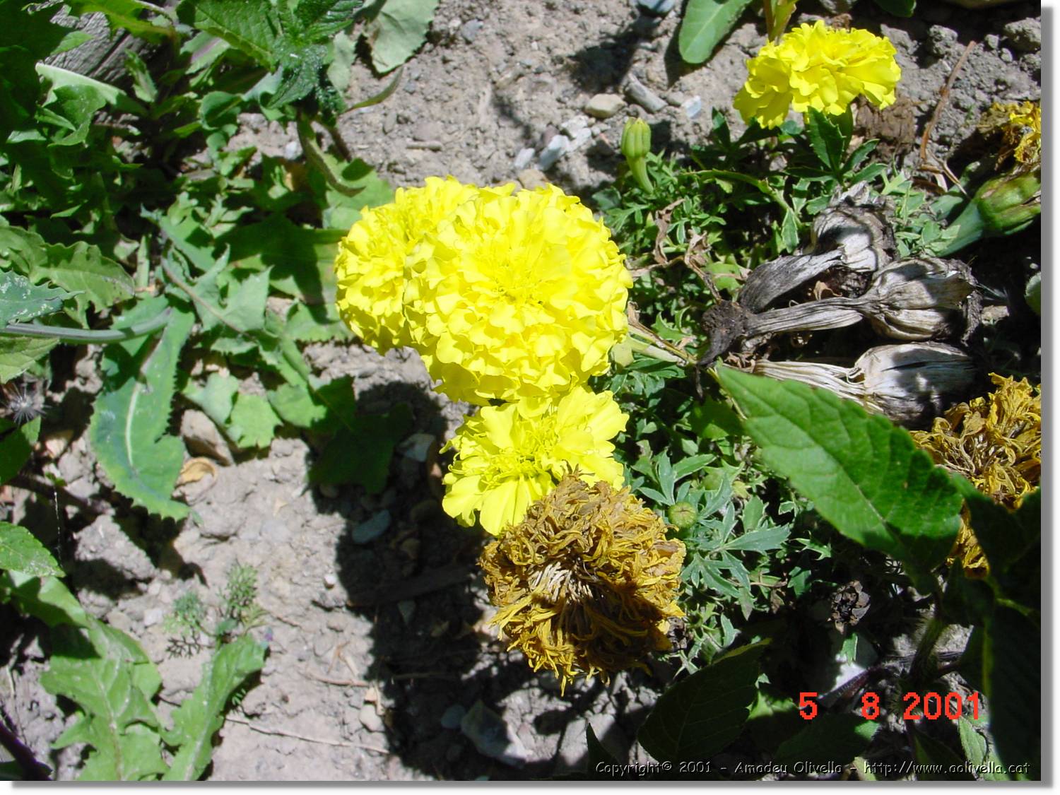 Flors_448.jpg