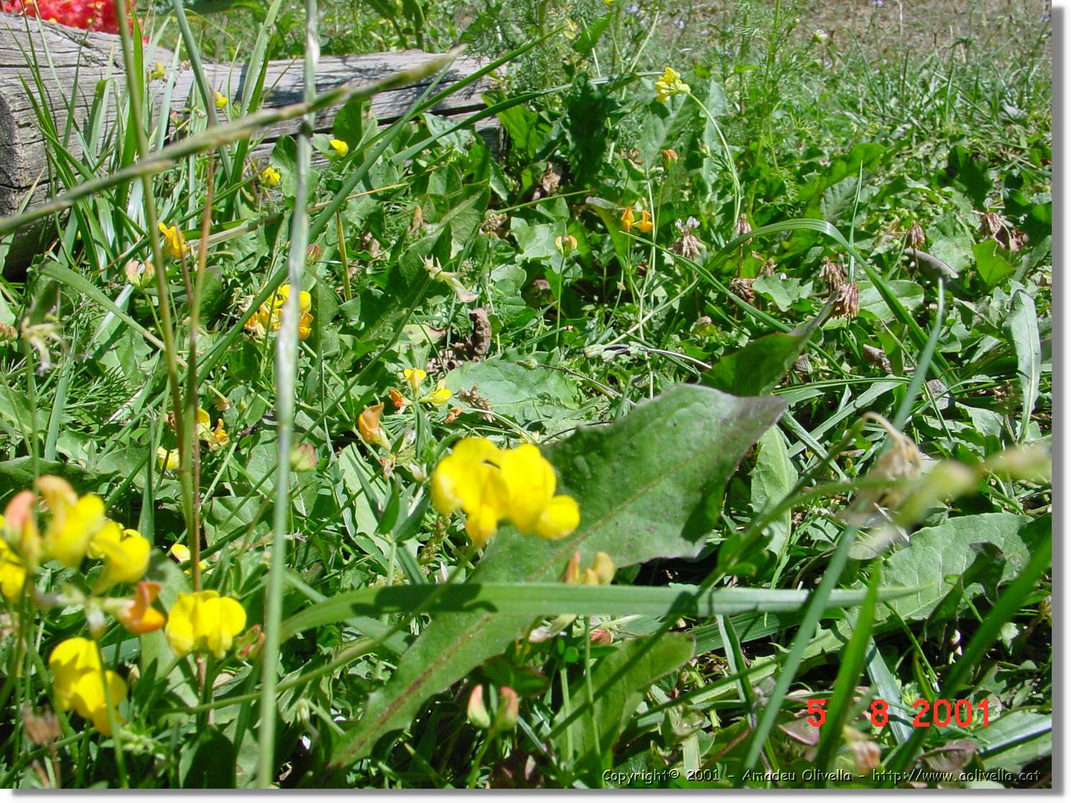 Flors_449.jpg
