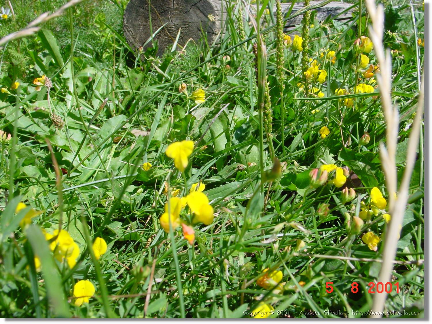 Flors_450.jpg