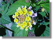 Flors_051.jpg