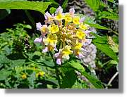 Flors_052.jpg