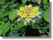 Flors_053.jpg