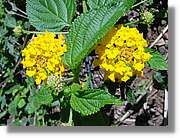 Flors_054.jpg