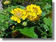 Flors_055.jpg
