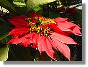 Flors_056.jpg