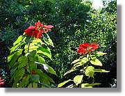 Flors_057.jpg
