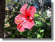 Flors_058.jpg