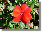 Flors_059.jpg