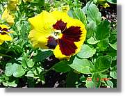 Flors_060.jpg