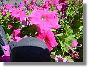 Flors_061.jpg
