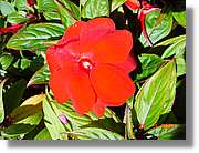 Flors_063.jpg
