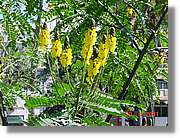 Flors_064.jpg