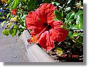 Flors_066.jpg