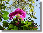 Flors_067.jpg
