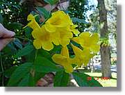 Flors_068.jpg