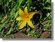 Flors_069.jpg