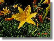 Flors_070.jpg
