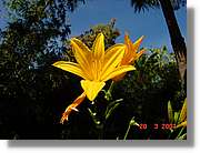 Flors_071.jpg