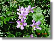 Flors_072.jpg
