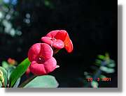 Flors_073.jpg