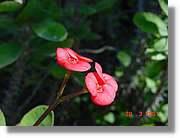 Flors_074.jpg