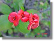Flors_075.jpg