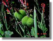 Flors_076.jpg