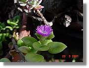 Flors_077.jpg