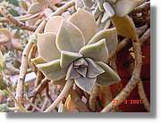 Flors_079.jpg