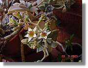 Flors_080.jpg