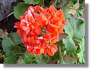 Flors_081.jpg