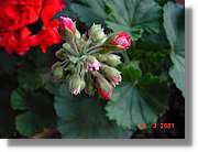 Flors_082.jpg