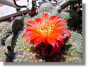 Flors_083.jpg