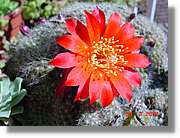 Flors_084.jpg