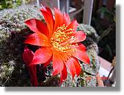 Flors_085.jpg