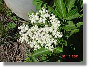 Flors_086.jpg
