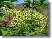 Flors_087.jpg