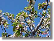 Flors_088.jpg