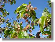 Flors_089.jpg