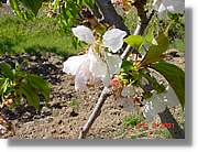 Flors_090.jpg