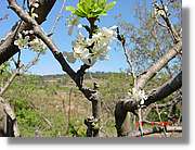 Flors_092.jpg