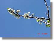 Flors_093.jpg